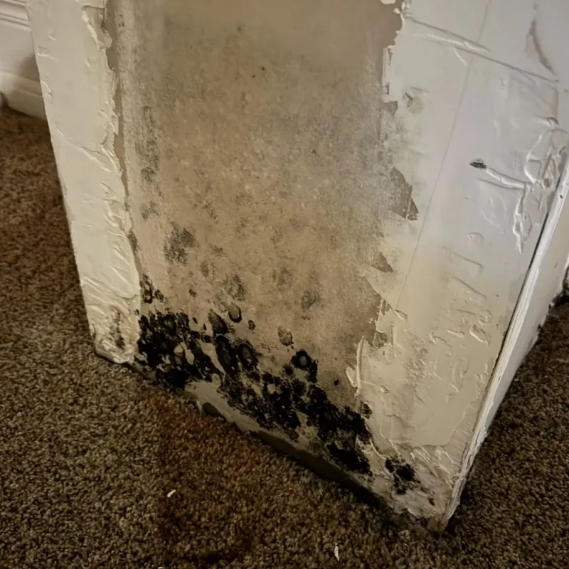 Professional Mold Removal in Ladd, IL